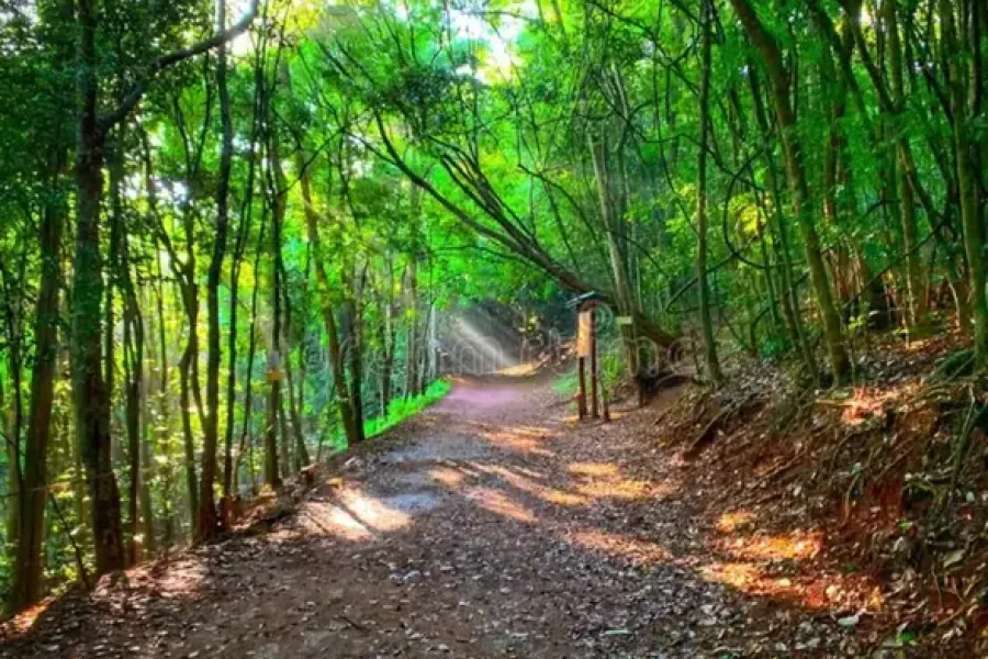 Karura Forest