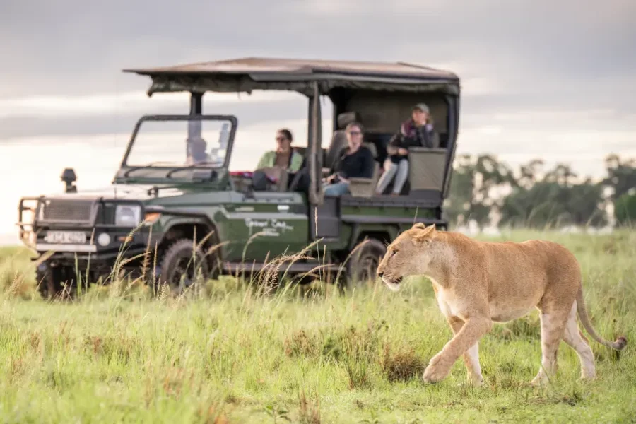 Masai Mara Game drive