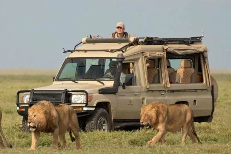 Big Cat Tracking