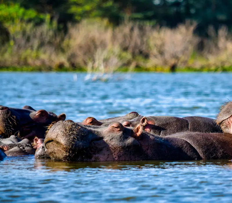 12 Days 11 Nights Ultimate Luxury Safari & Beach Experience