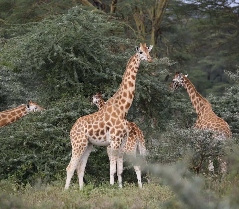4 Days 3 Nights Elementaita Festive Package