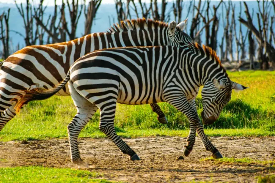 4 Days 3 Nights Elementaita Festive Package