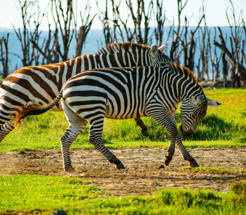 4 Days 3 Nights Elementaita Festive Package